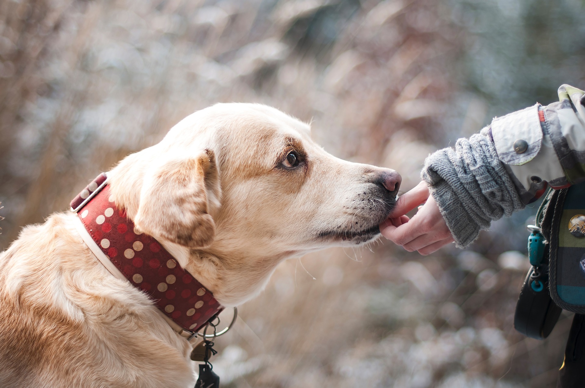 Naturopata veterinario