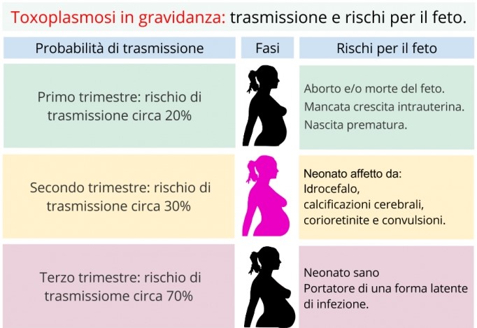 I rischi della toxoplasmosi in gravidanza per il feto